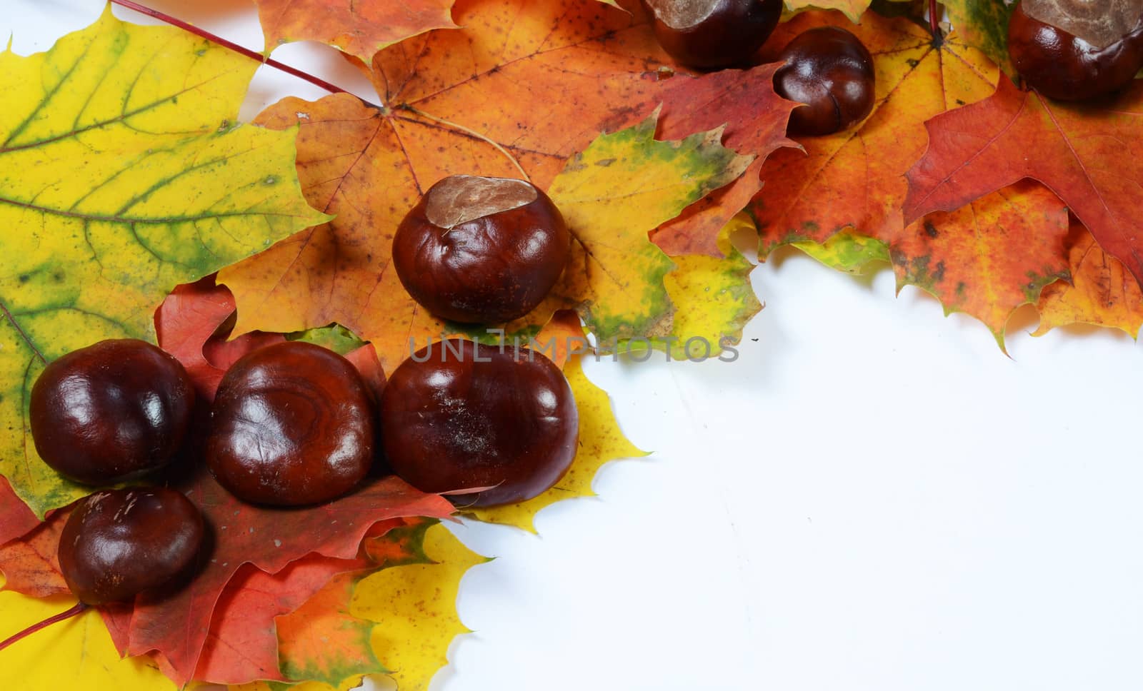 autumn leaves and chesnuts with scpae for your text