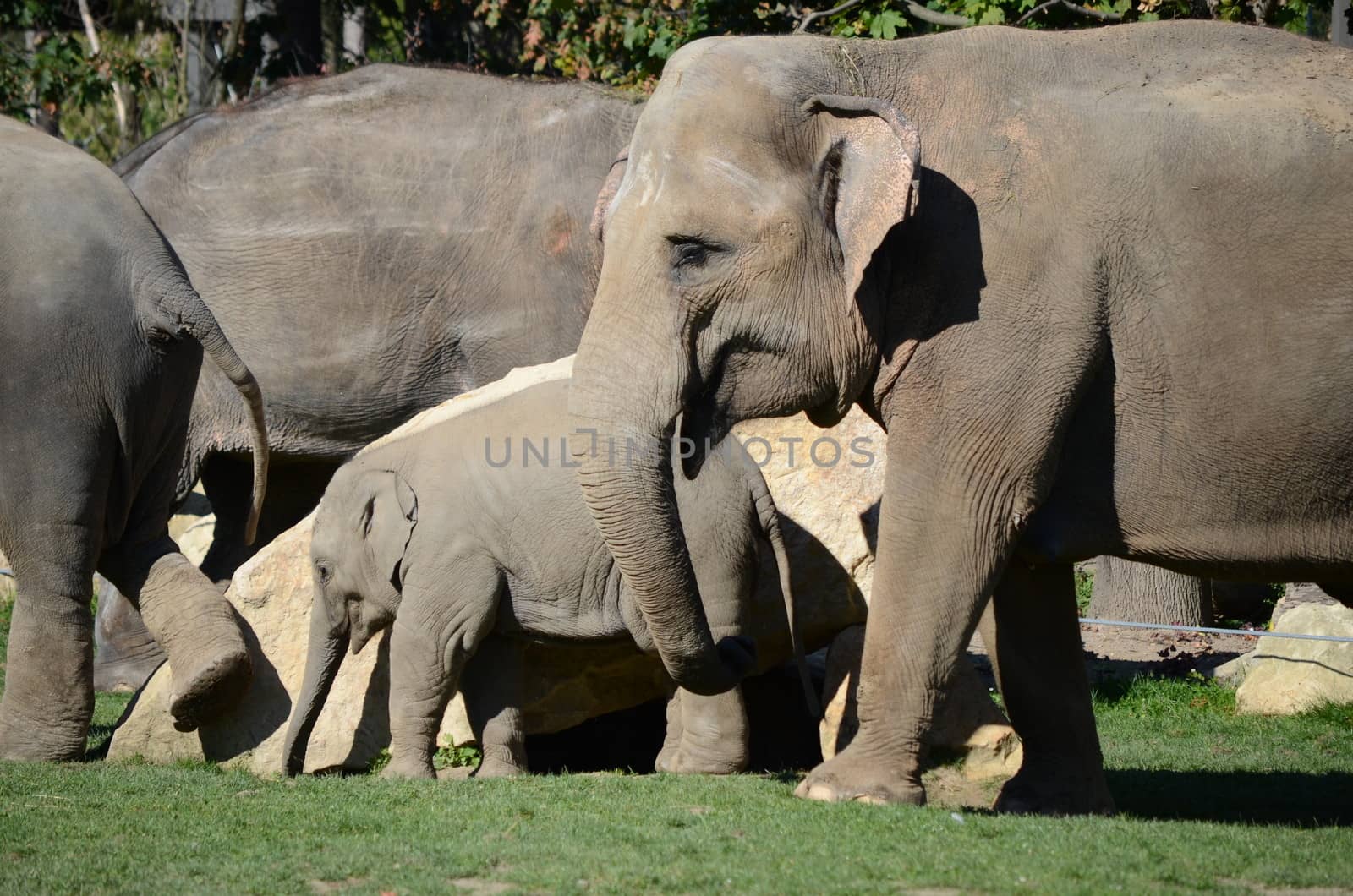 elephants