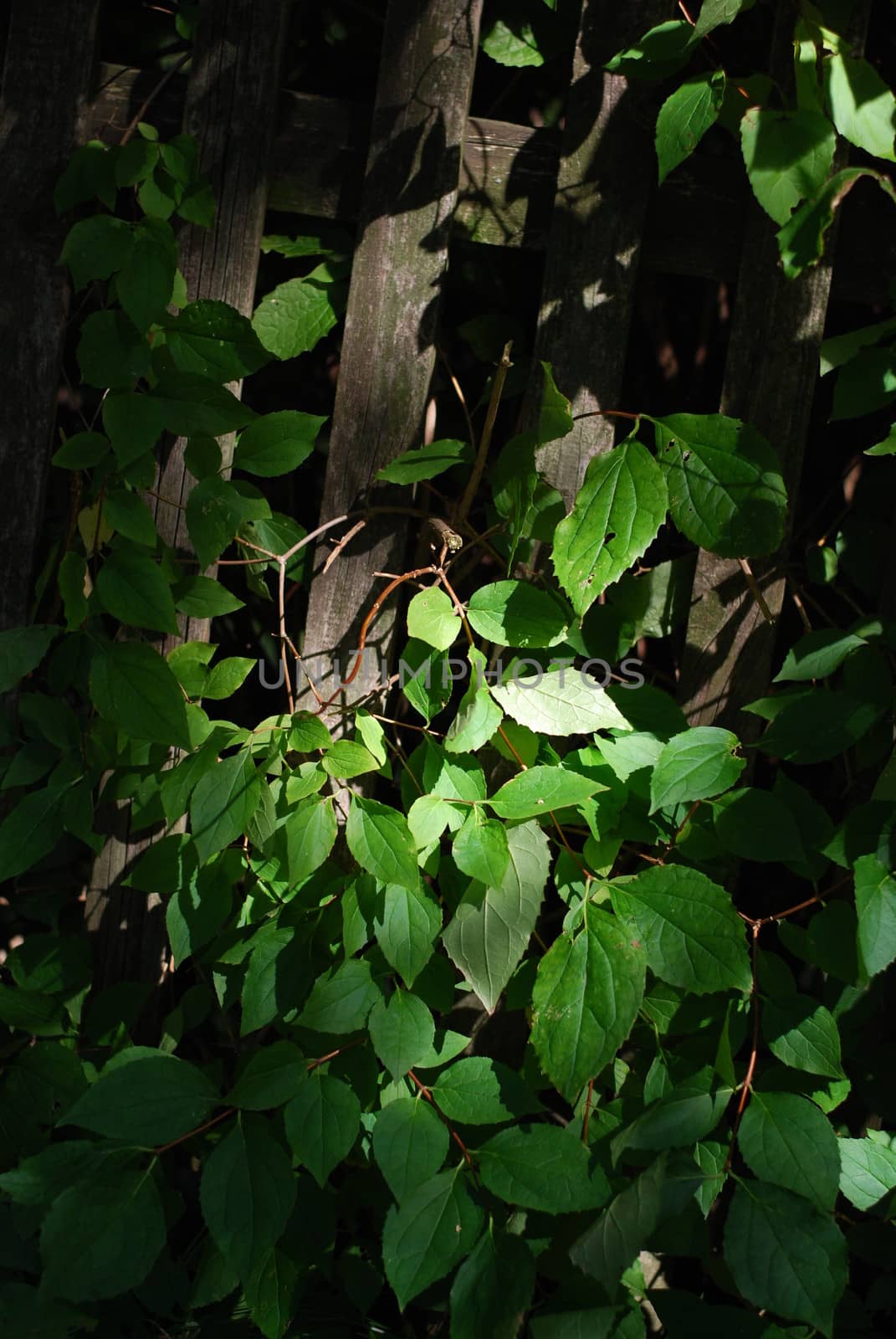 leaves