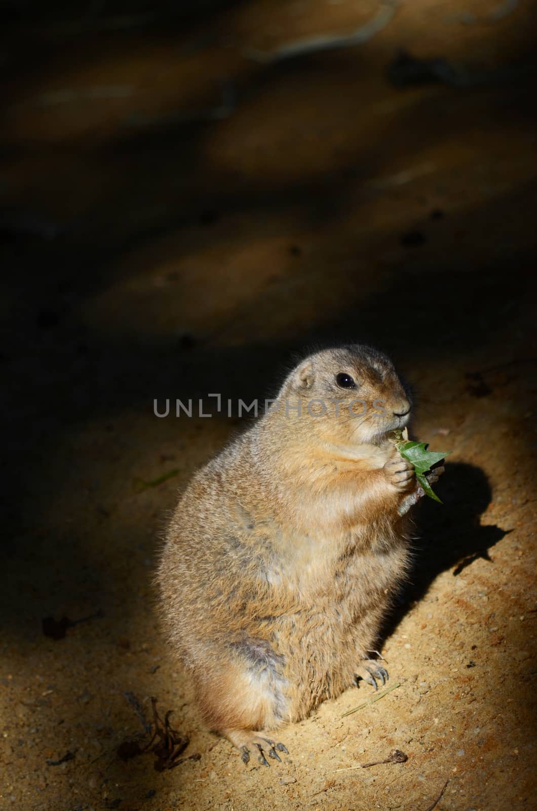 groundhog