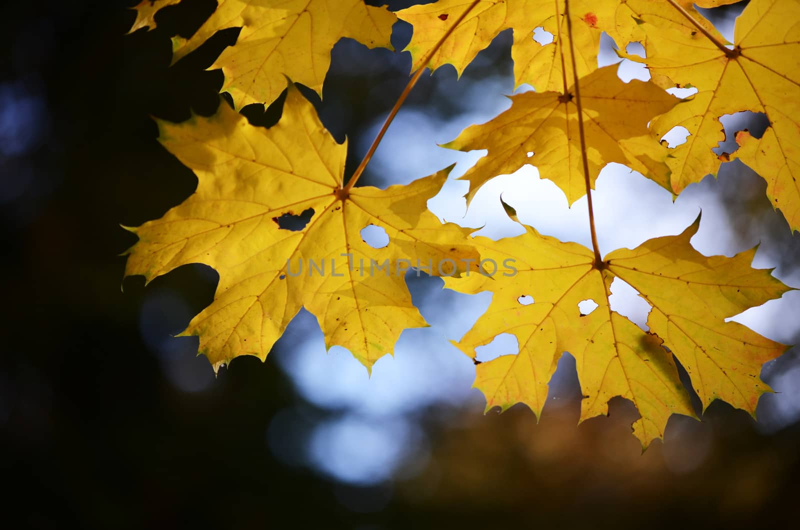 maple leaves in autumn