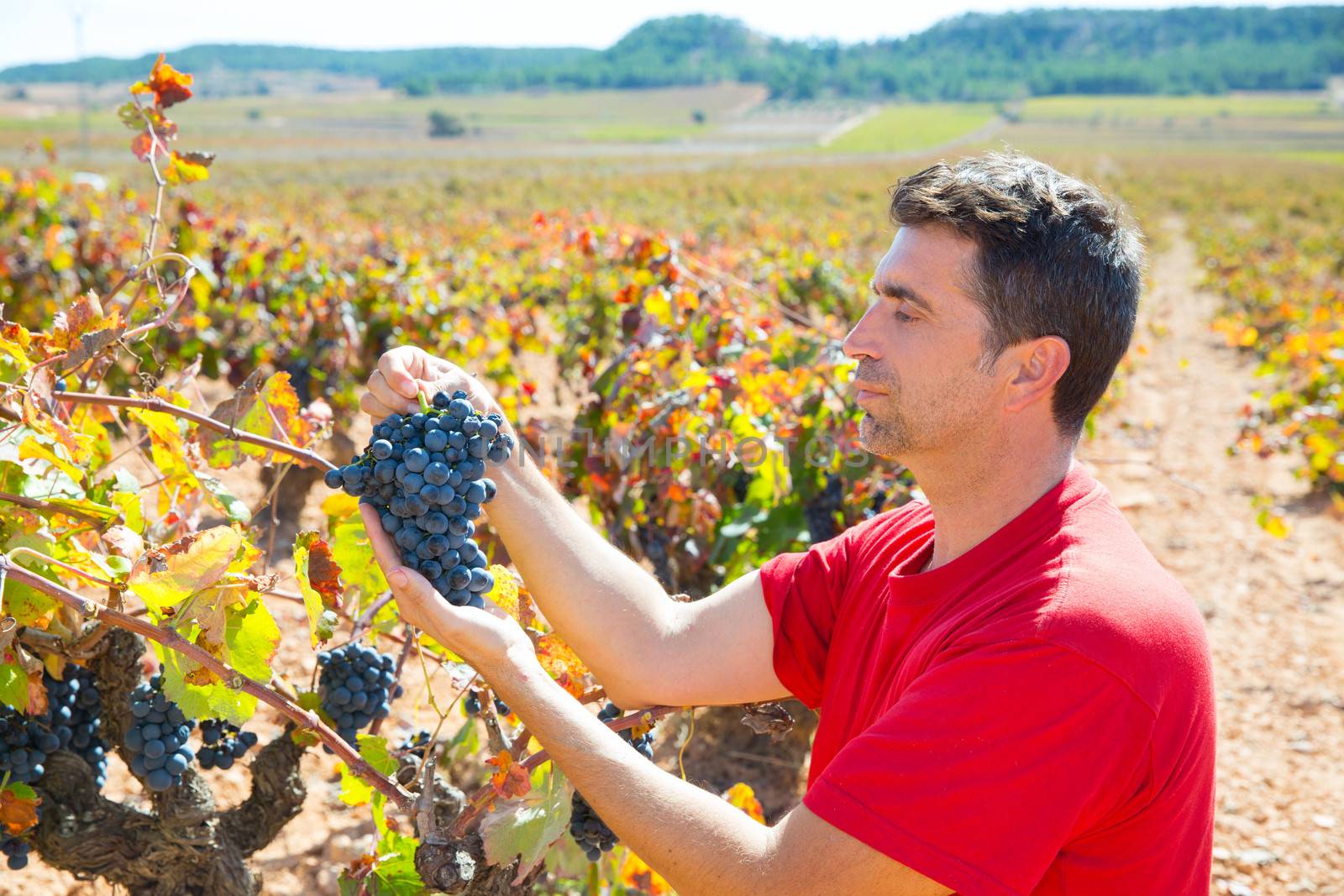 Winemaker harvesting Bobal grapes in mediterranean vineyard fields