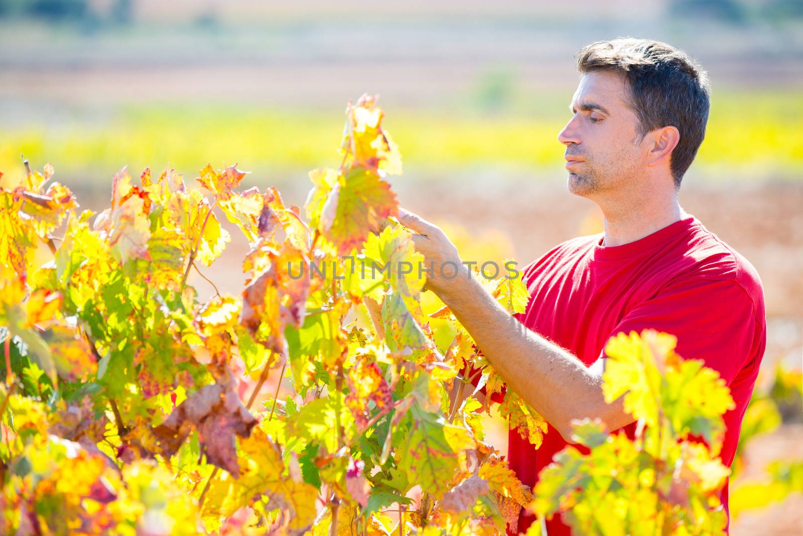 Mediterranean vineyard farmer checking grape leaves in Spain