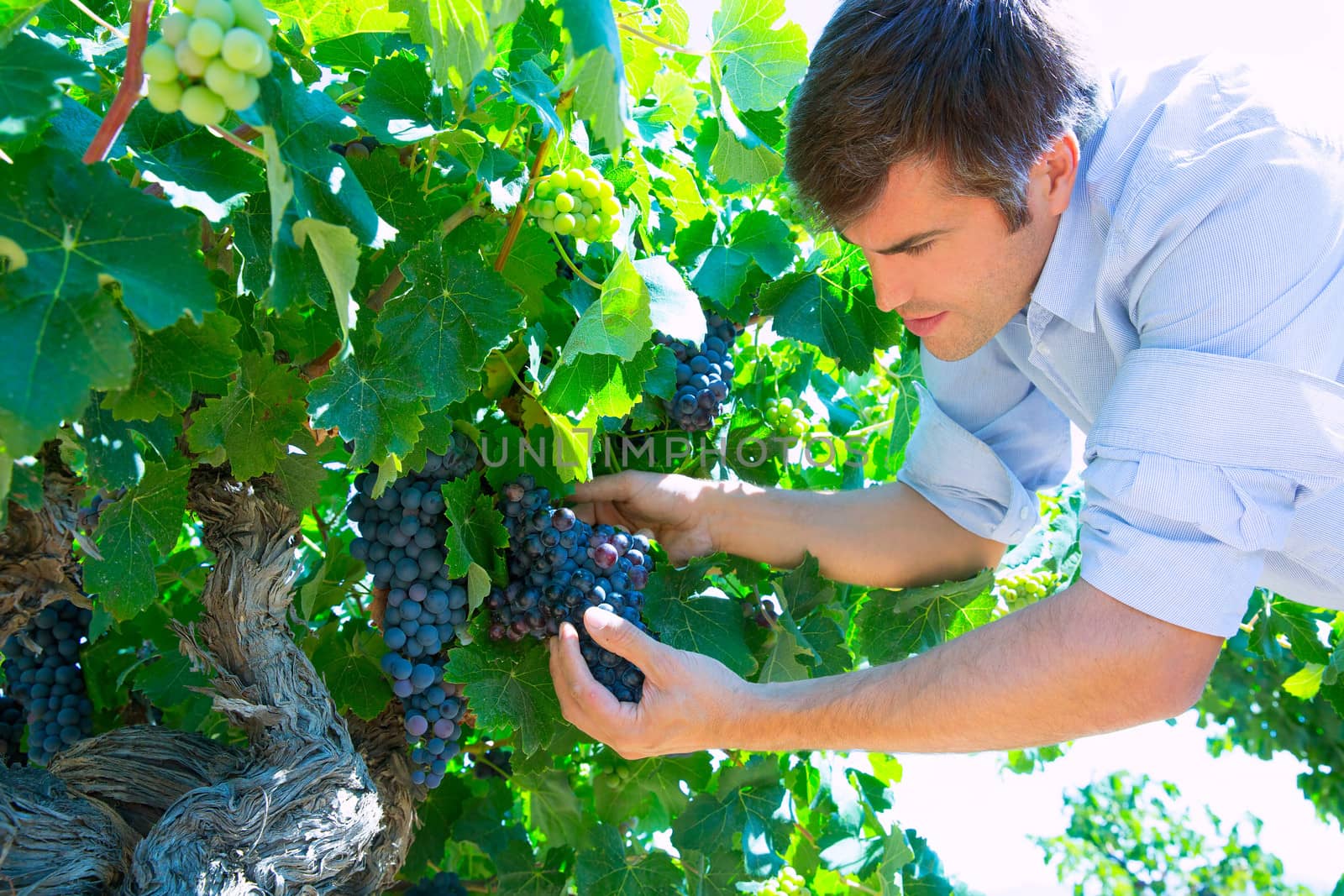 Winemaker oenologist checking bobal wine grapes by lunamarina