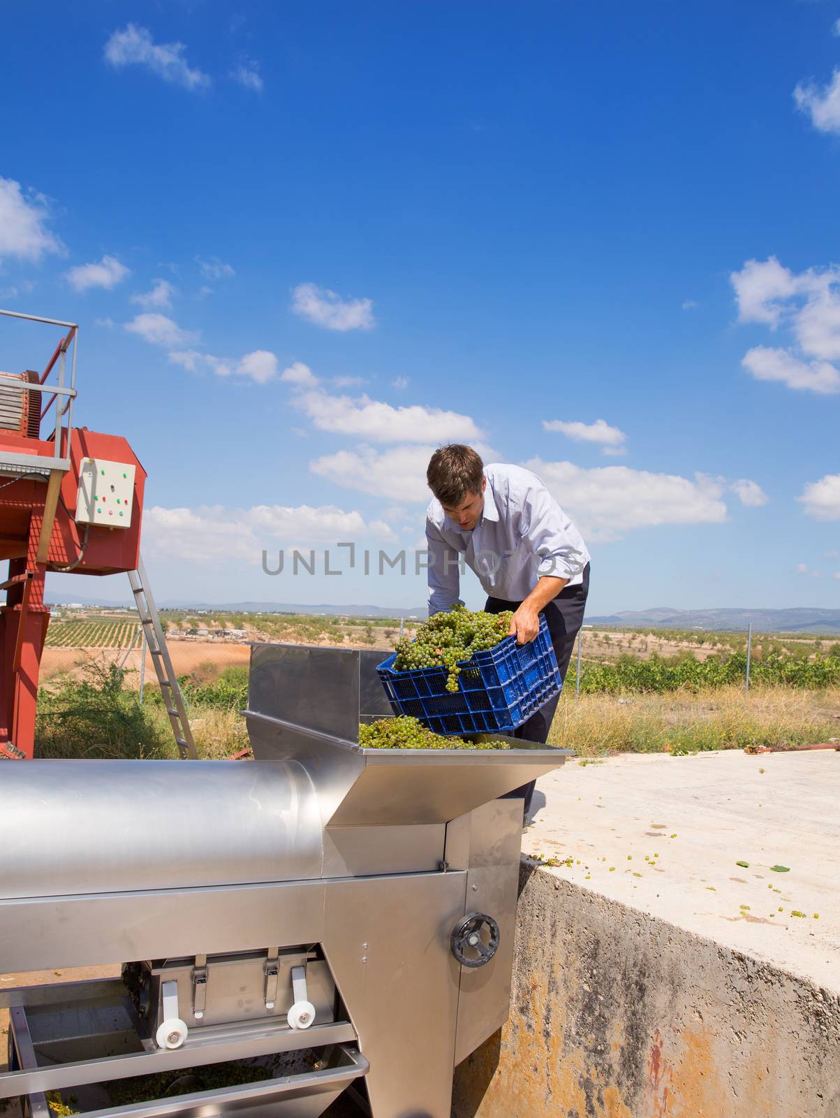 chardonnay wine grapes winemaker in destemmer crushing machine at Mediterranean