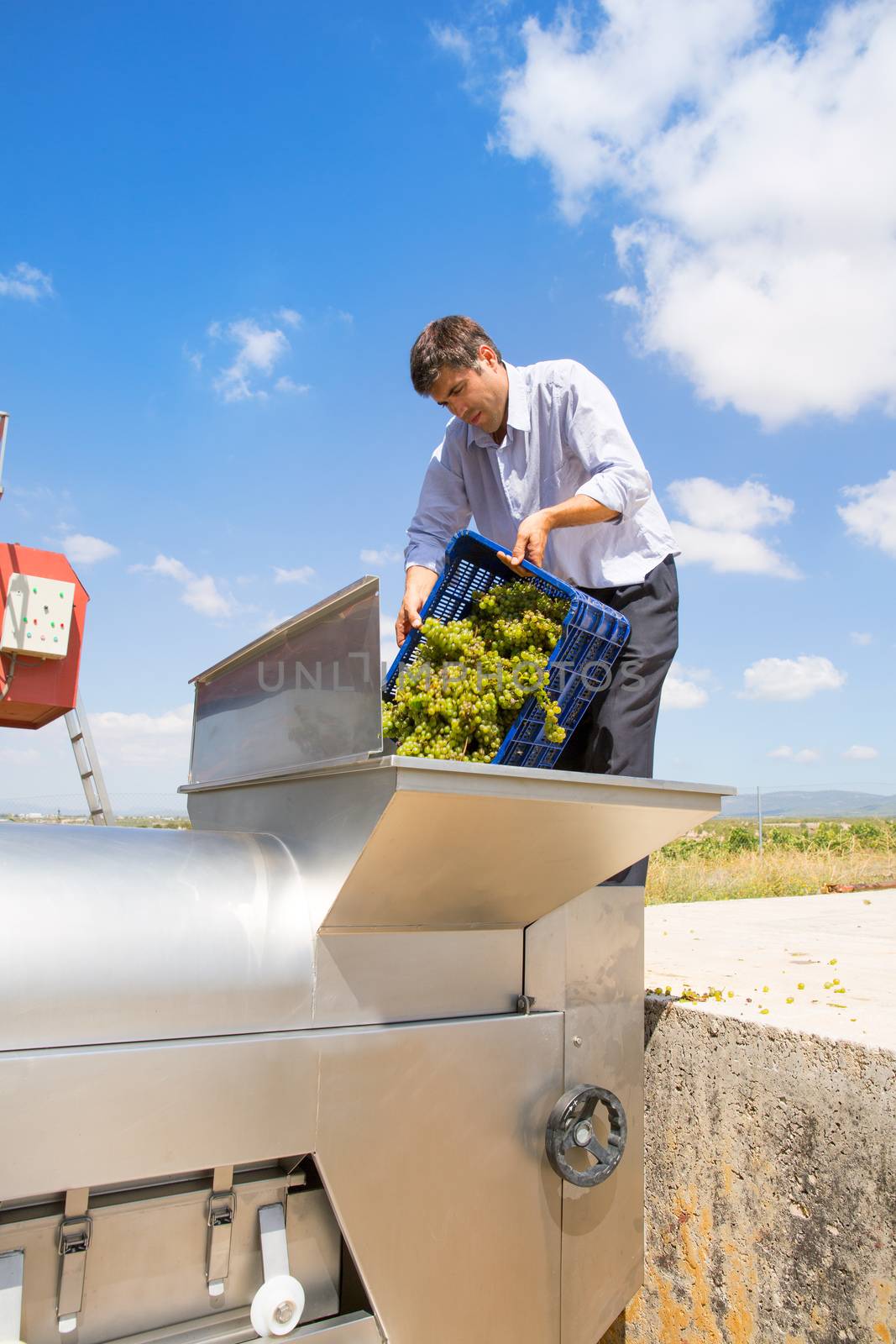 chardonnay wine grapes winemaker in destemmer crushing machine at Mediterranean