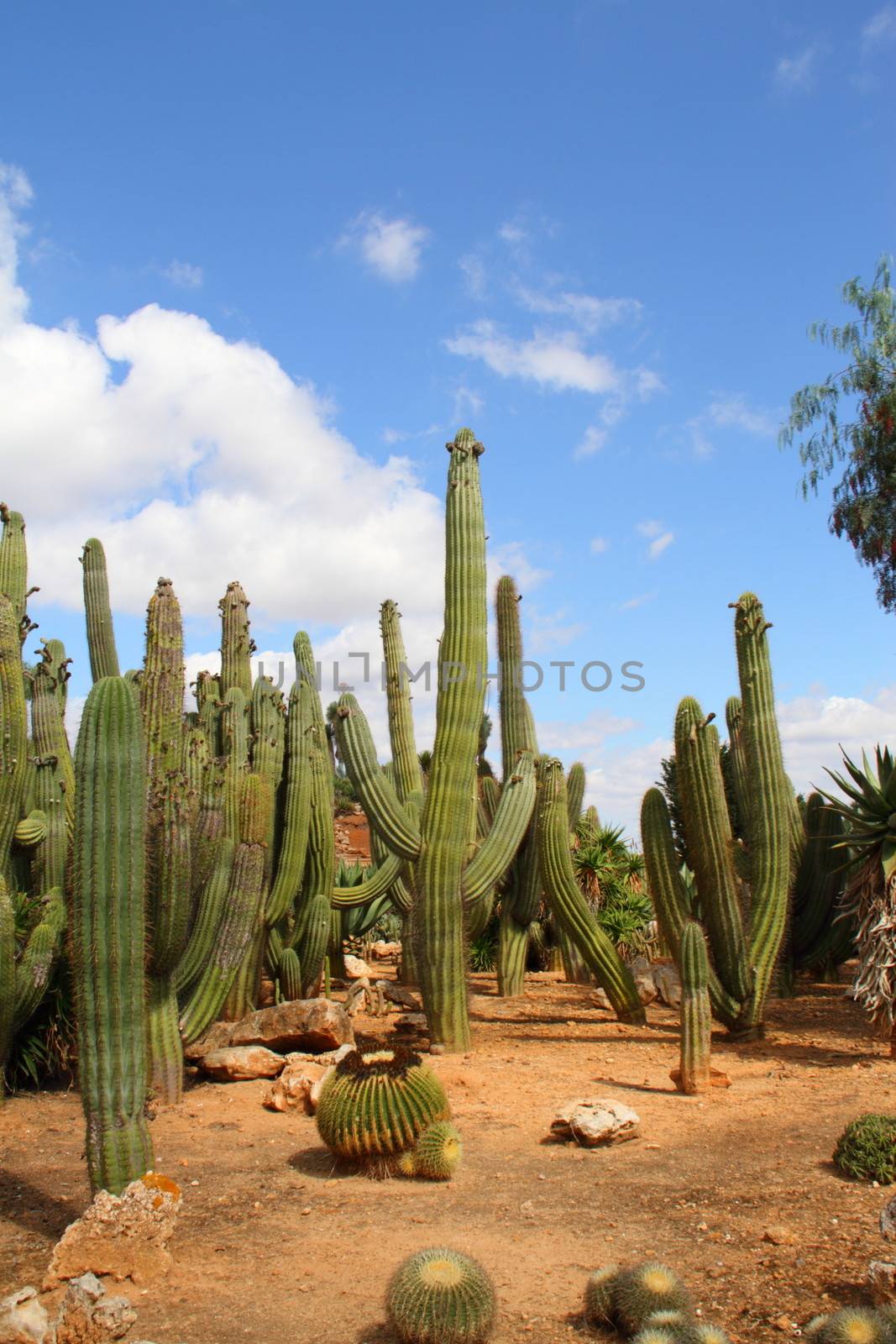  Bontanicactus,Ses Selines, Mallorca, Spain