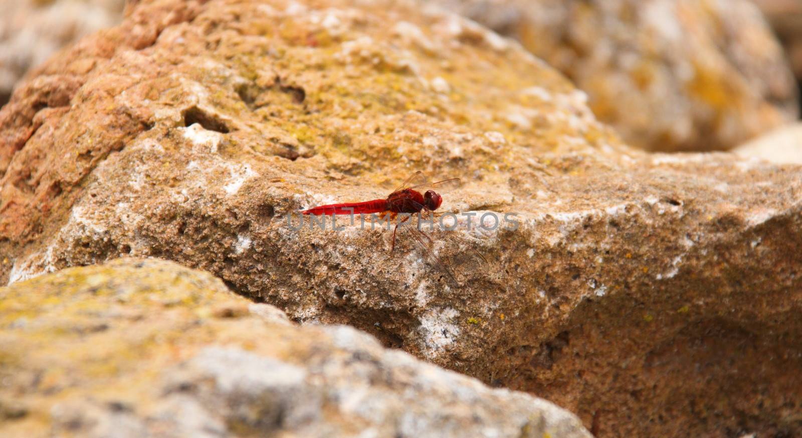 red dragonfly