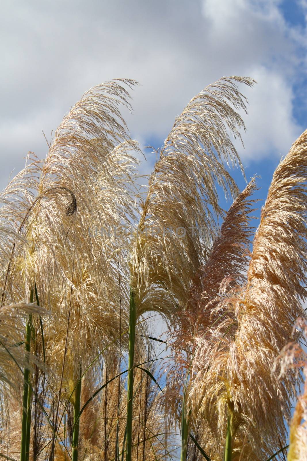 Pampas grass