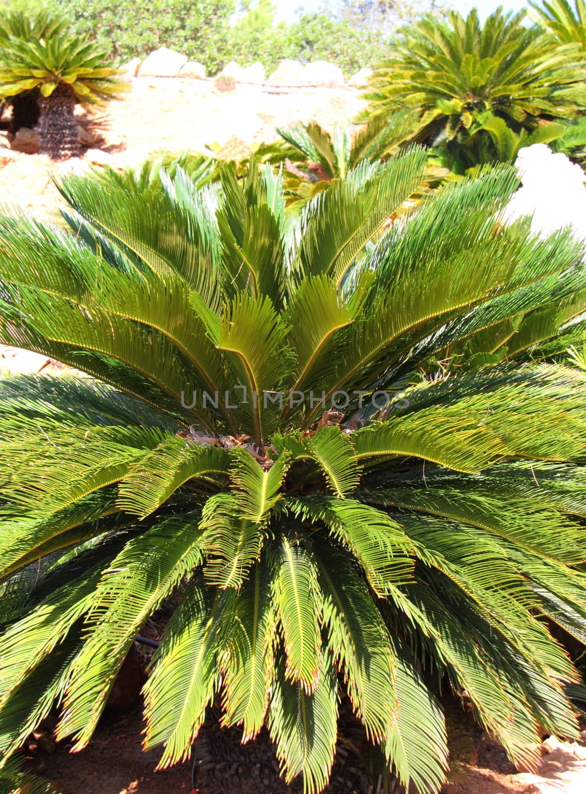 Cycas revoluta,King Sago