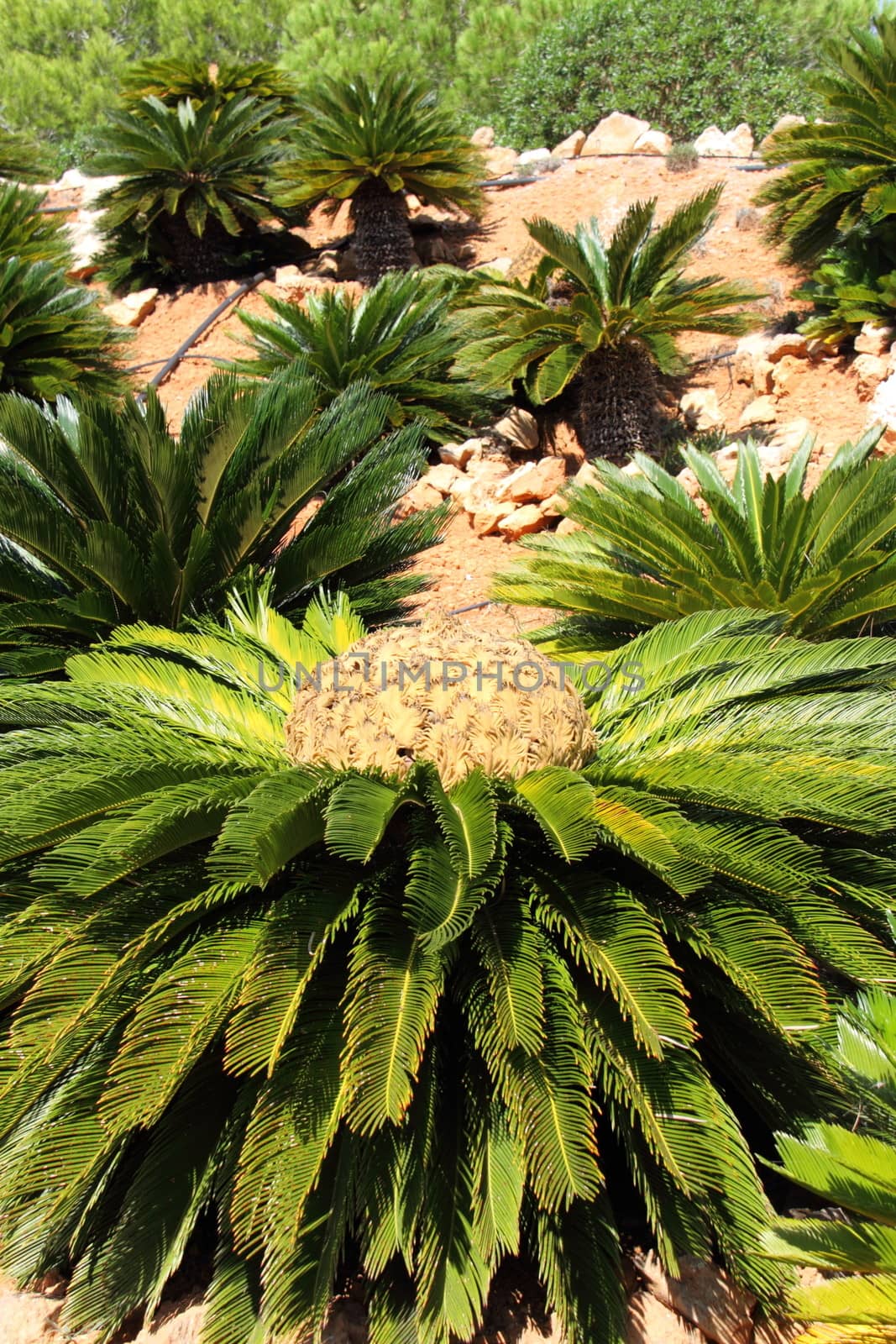 Cycas revoluta