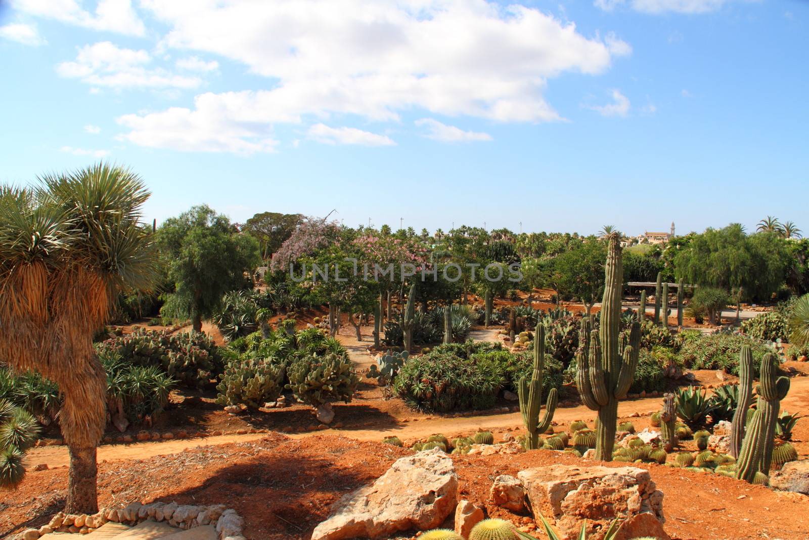 Cacti at Bontanicactus,Ses Selines, Mallorca, Spain