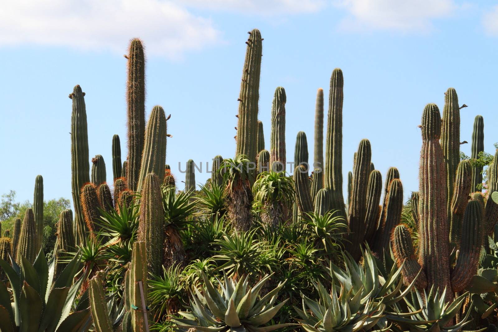 Cacti at Bontanicactus,Ses Selines, Mallorca, Spain