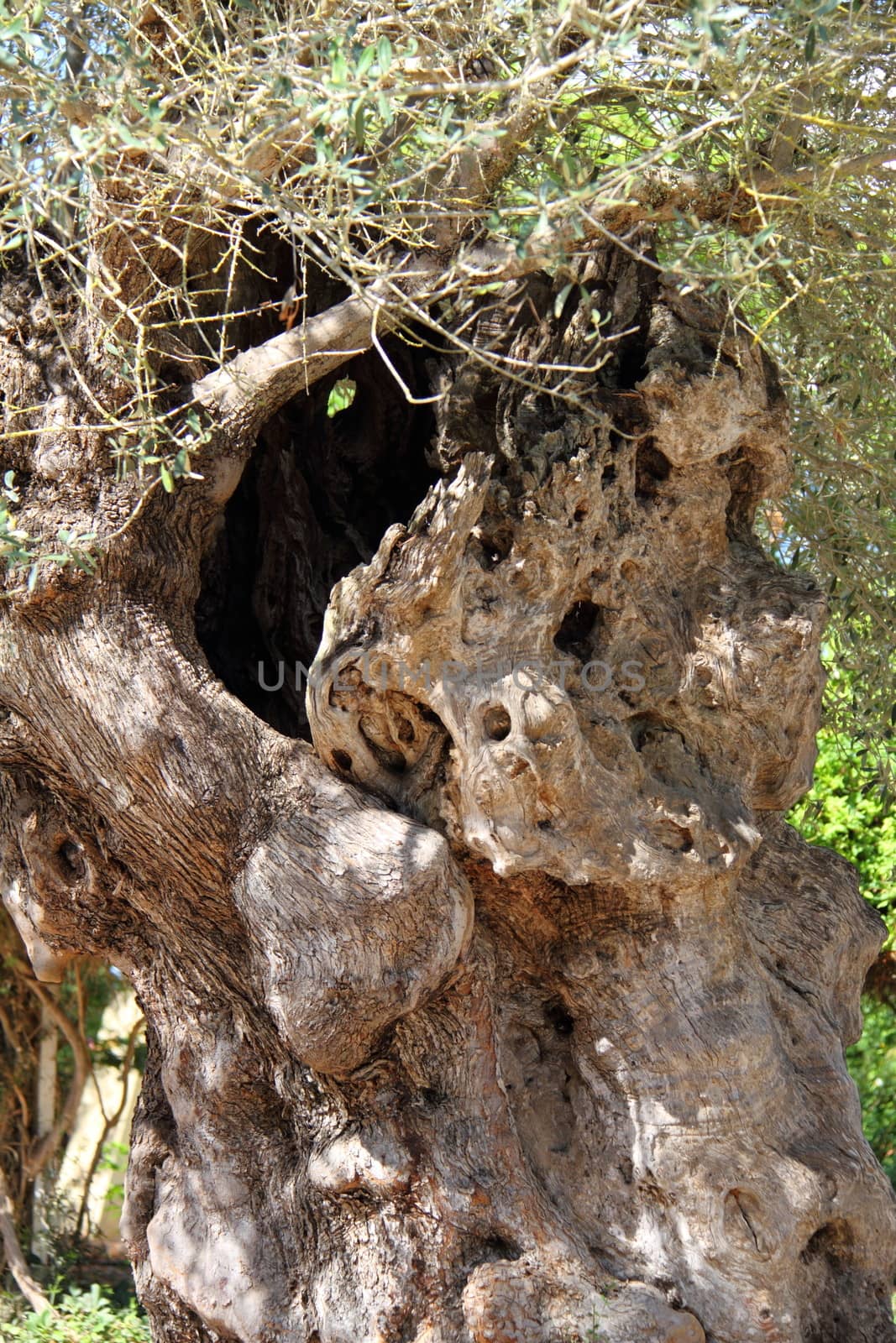 Olive tree trunk by mitzy