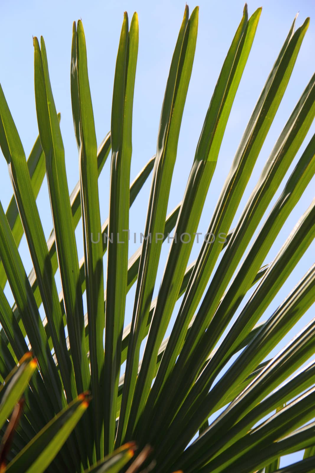 Palm against a blue sky by mitzy