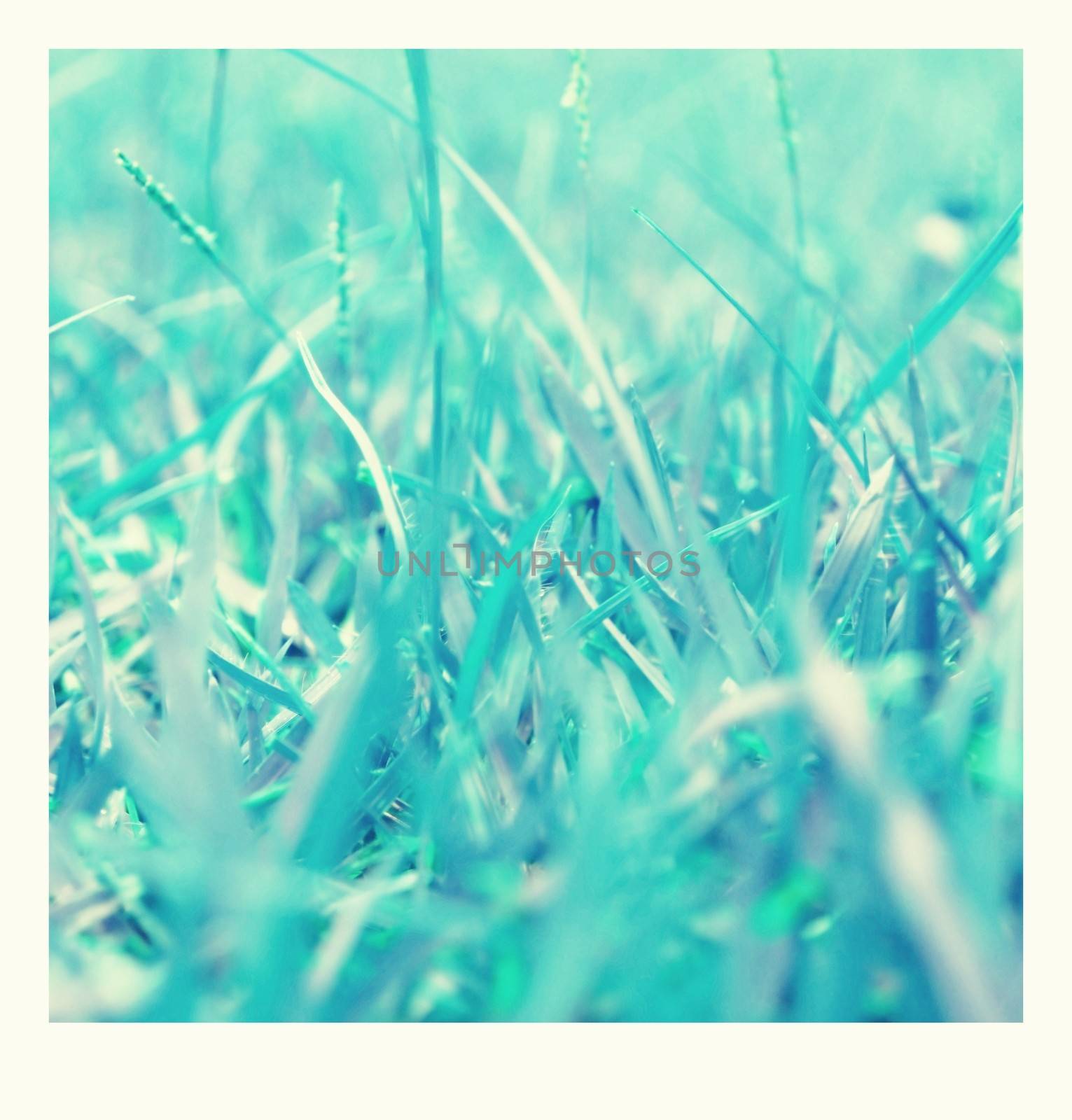 Blue grass in winter freeze. by apichart