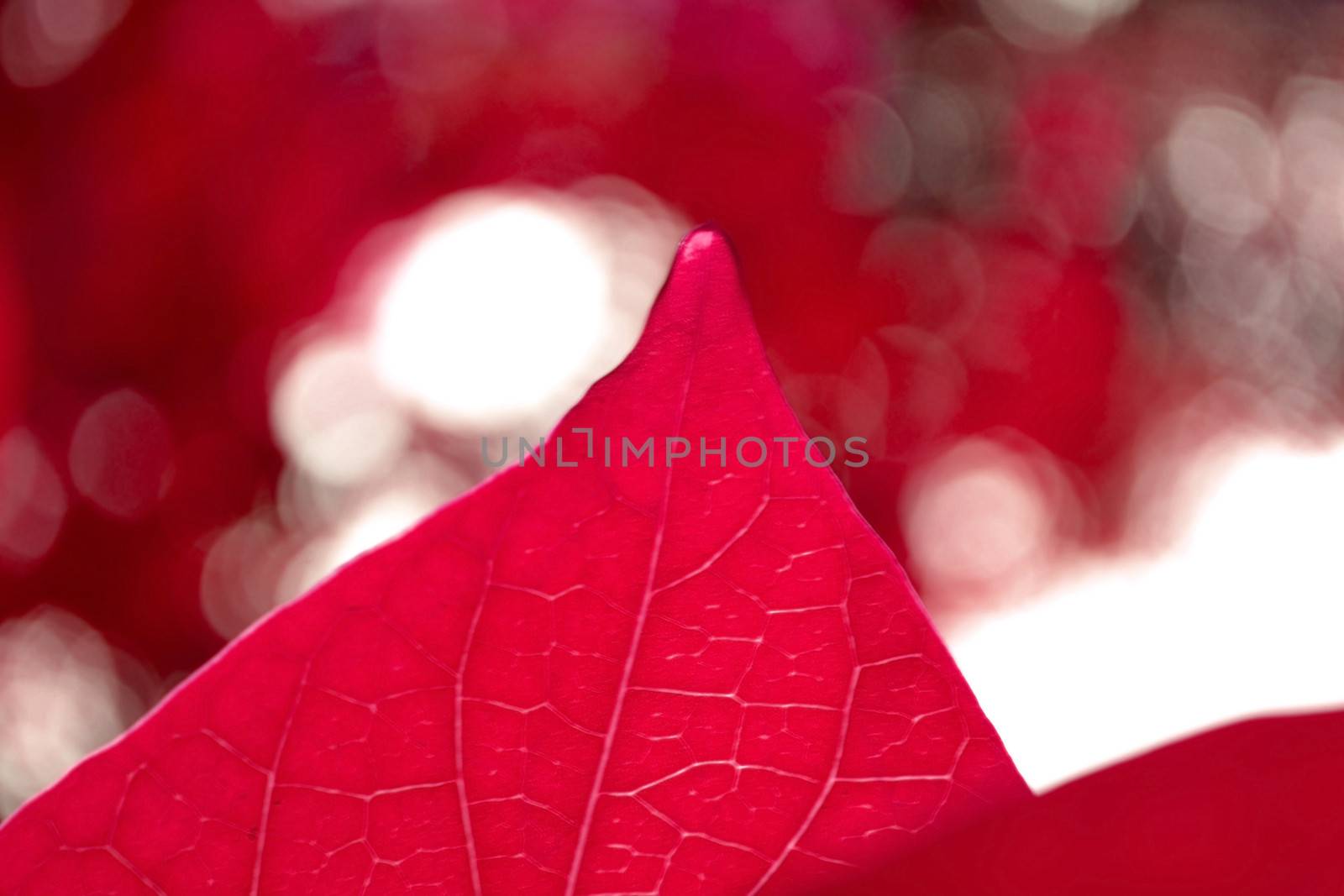 Red leaves for Nature background.