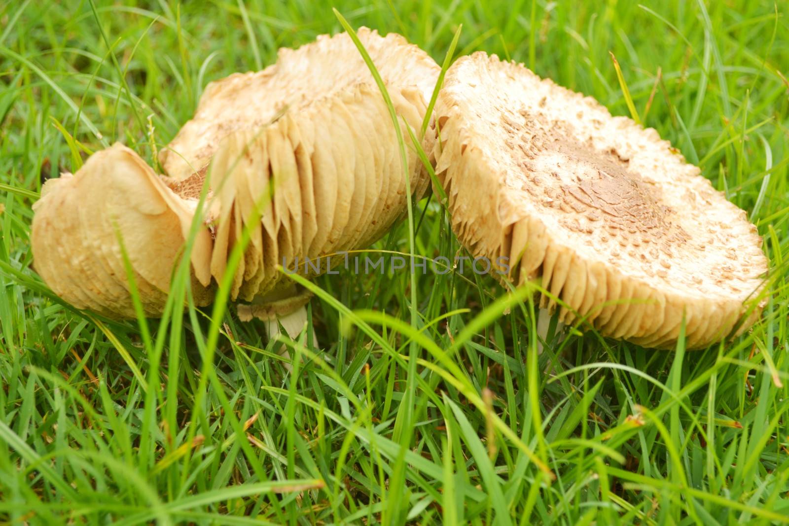 Mushroom on green grass. by apichart