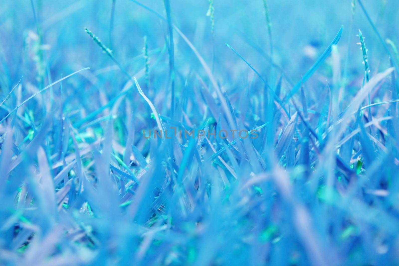 Blue grass in winter freeze for background