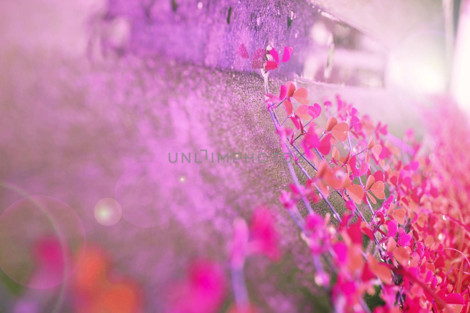 Purple pink grass by apichart