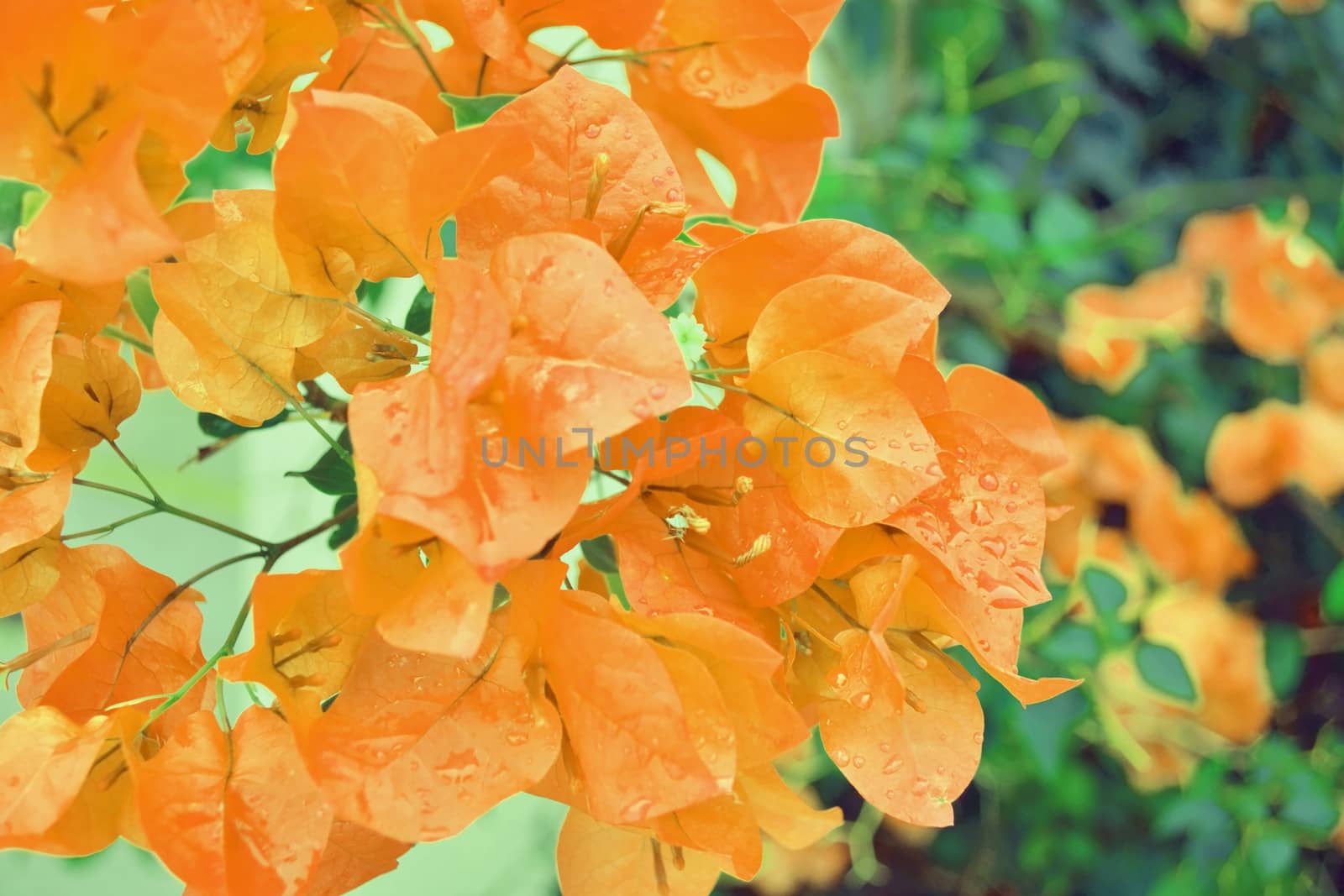 Orange flowers blooming in rainy season.