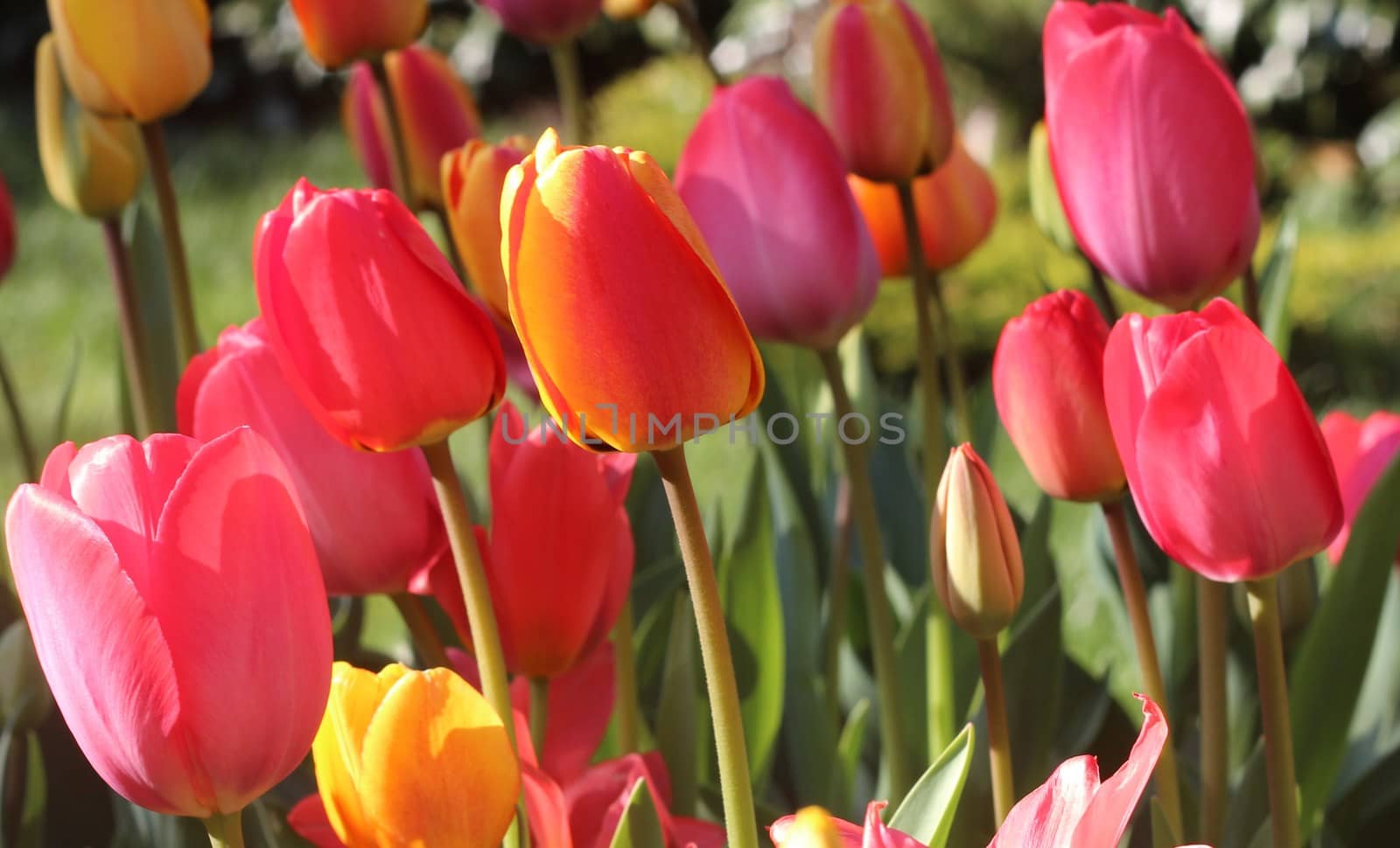 Colorful tulips in the garden