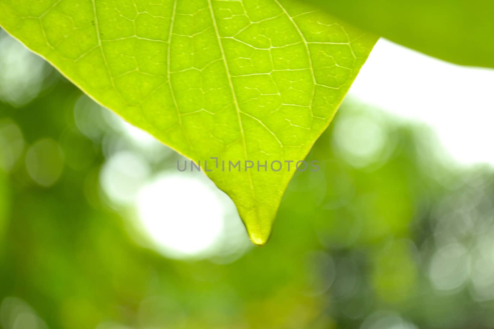 Green leaves for Nature background.