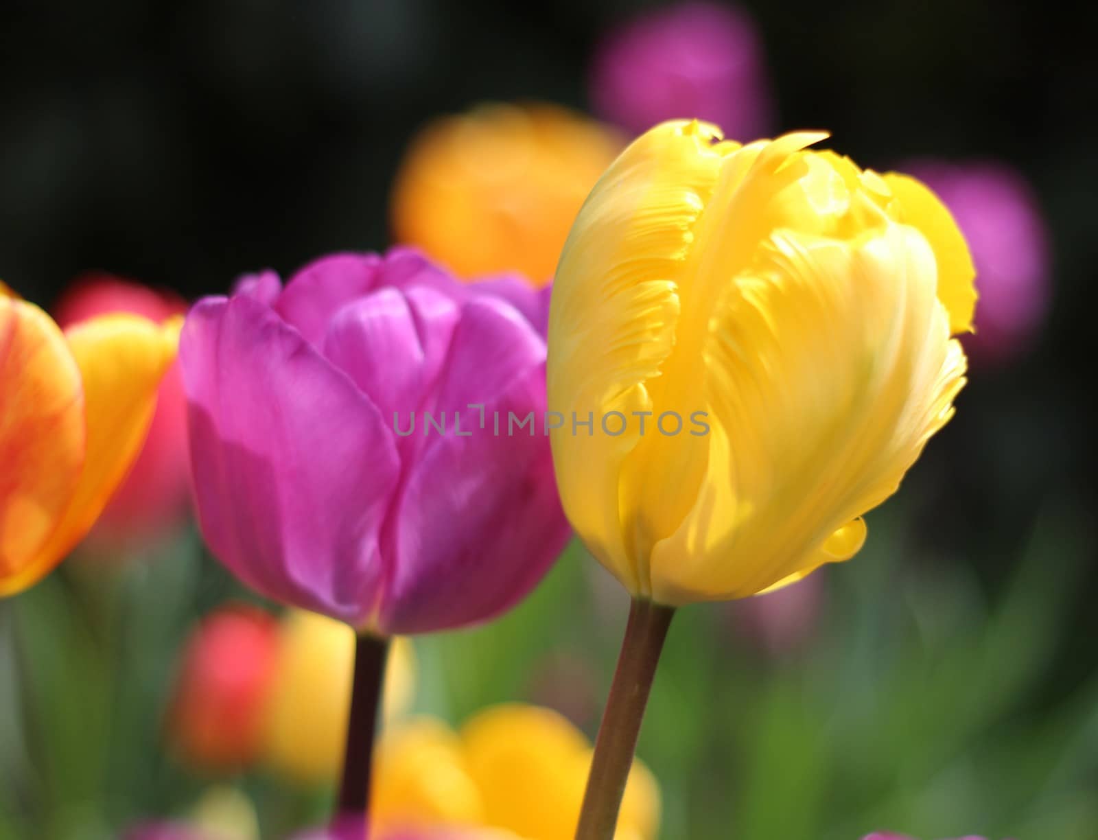 A purple and a yellow tulips