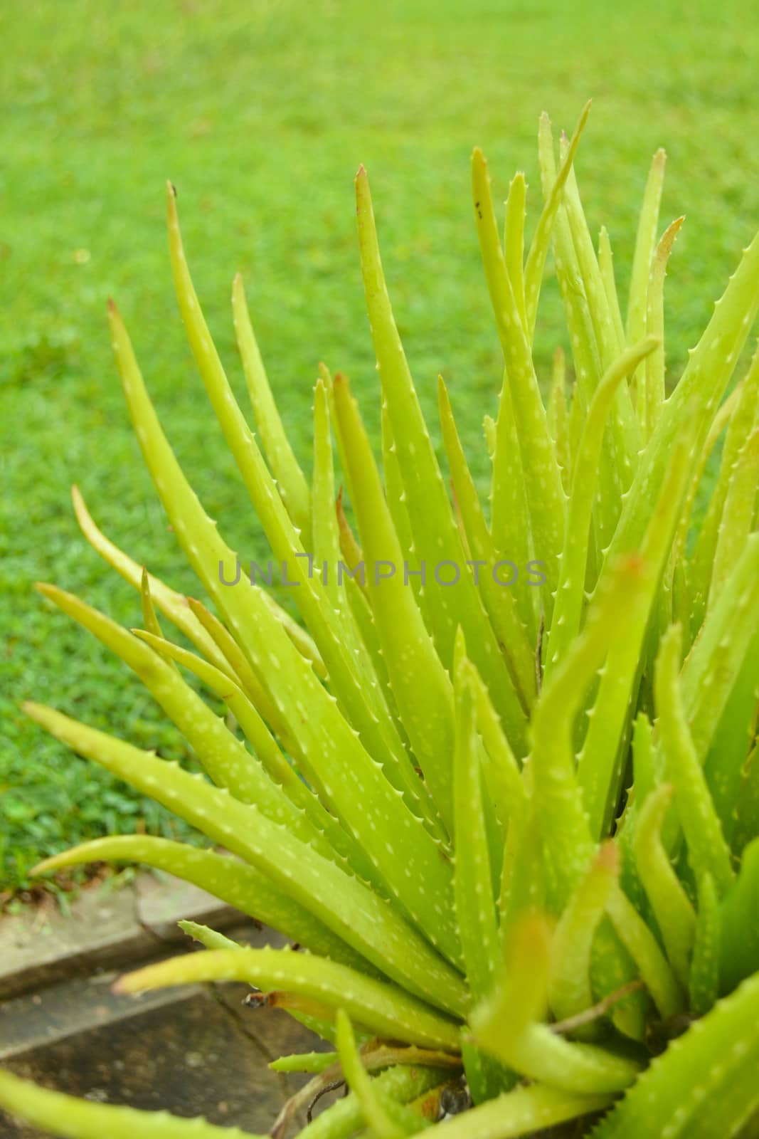 Green Aloe vera by apichart