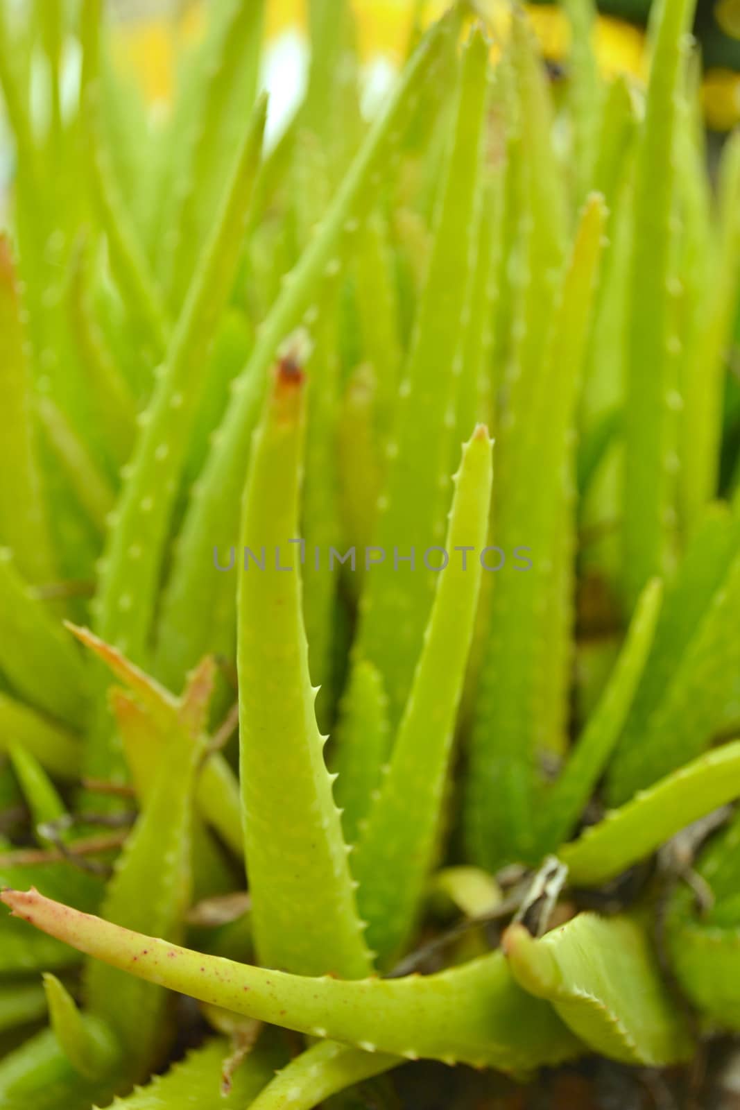 Green Aloe vera by apichart
