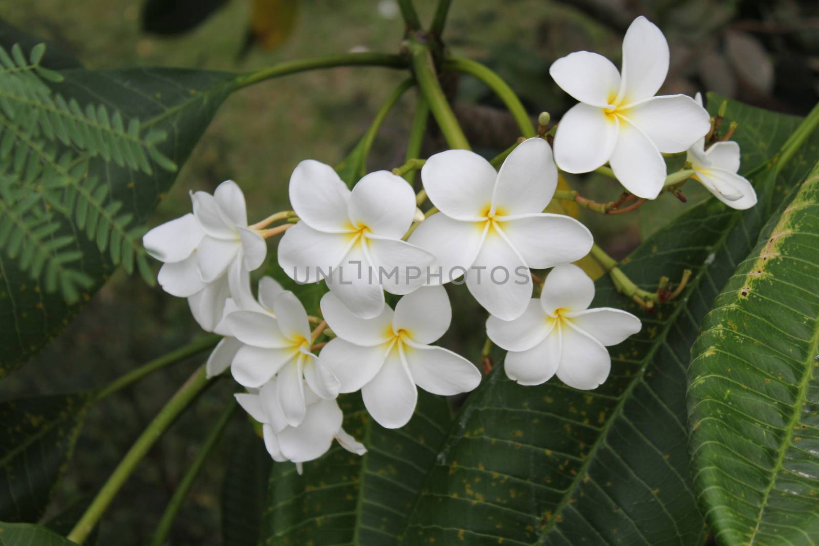 tropical flower, same Tiaré or Monoï