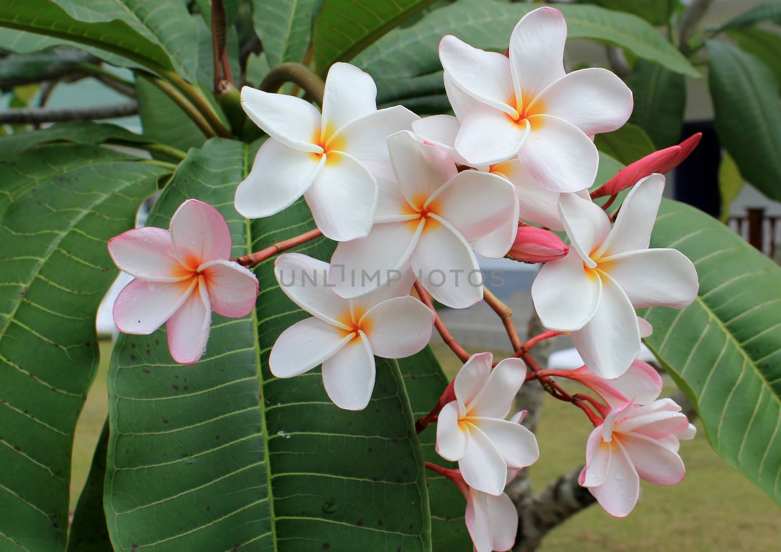 Lot's of flowers of Monoï, or tiaré, on the tree.