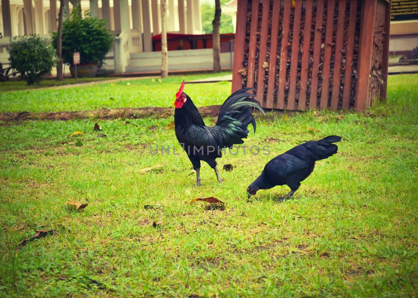 Black chickens. by apichart