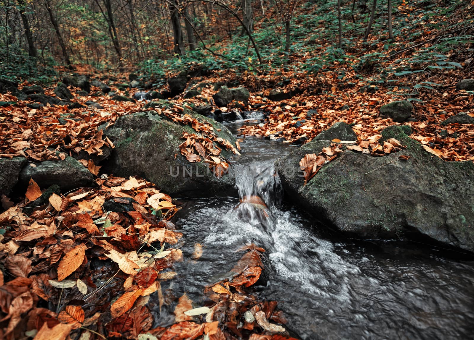 Beautiful day in the misty autumn forest with creek