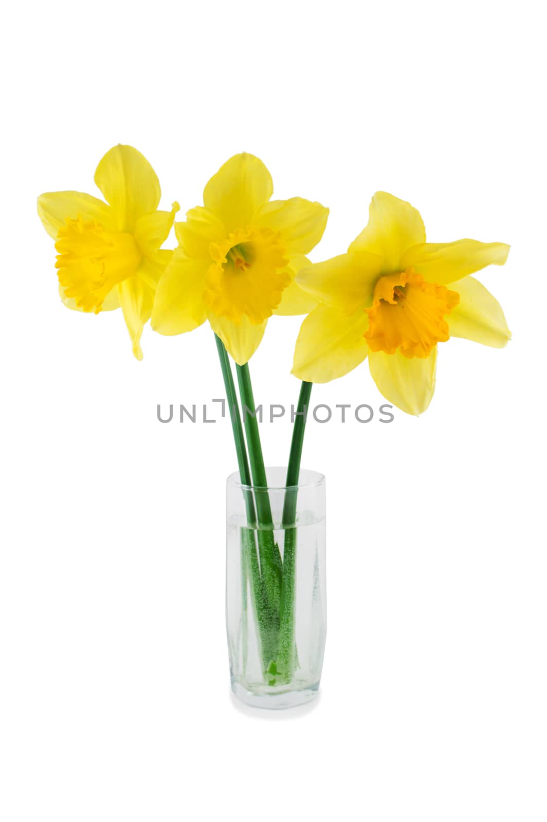 Three narcissuses isolated on a white background