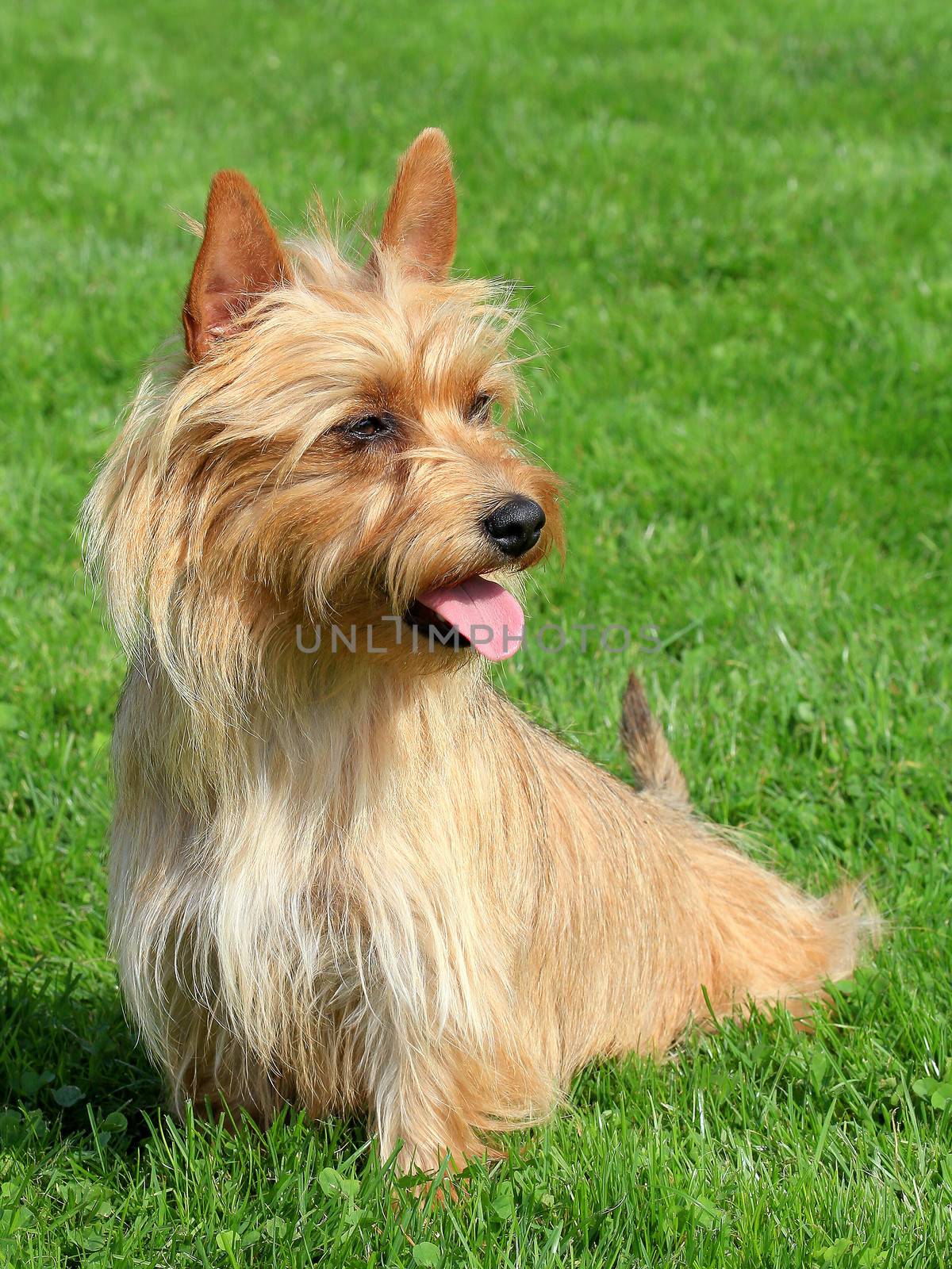 Portrait of Australian Terrier in a garden