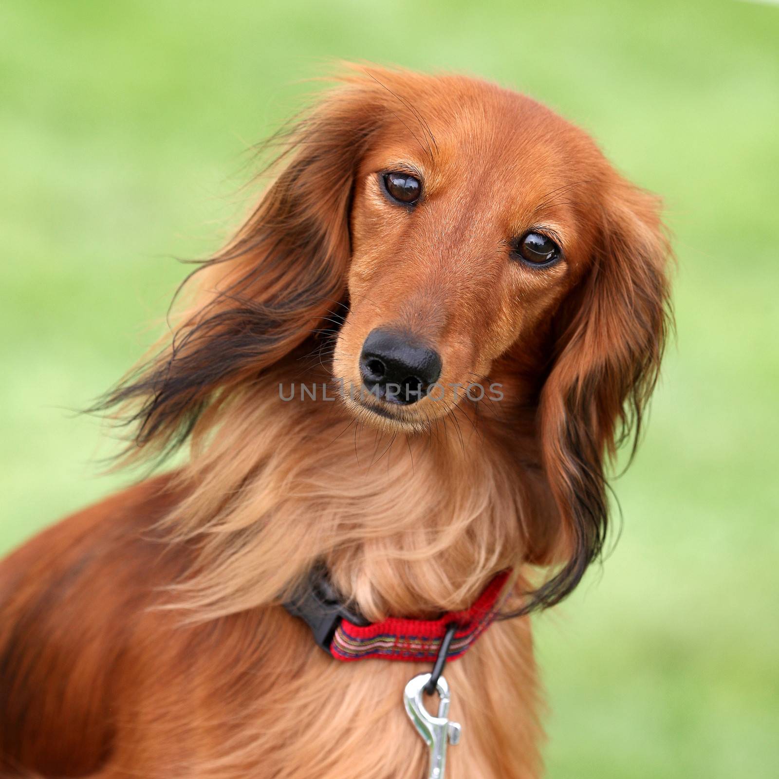 Portrait of Dashund dog