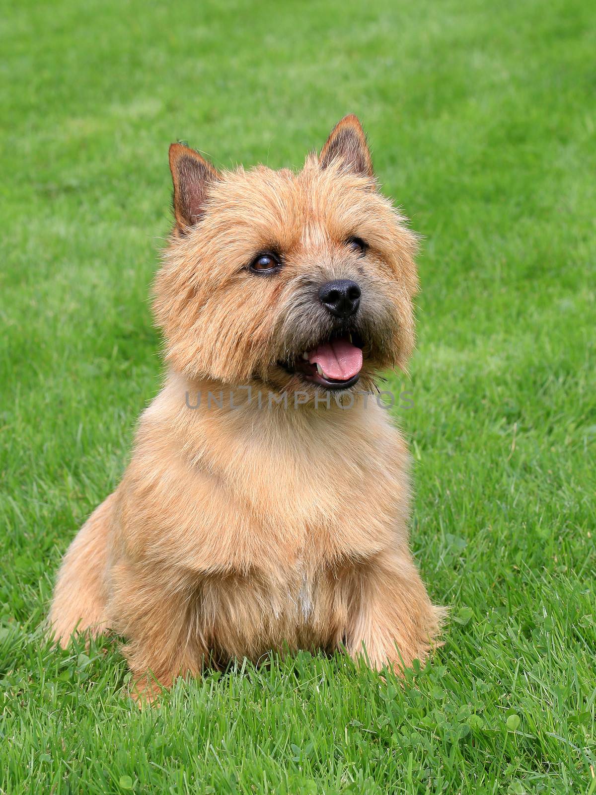 The portrait of Norwich Terrier in a garden