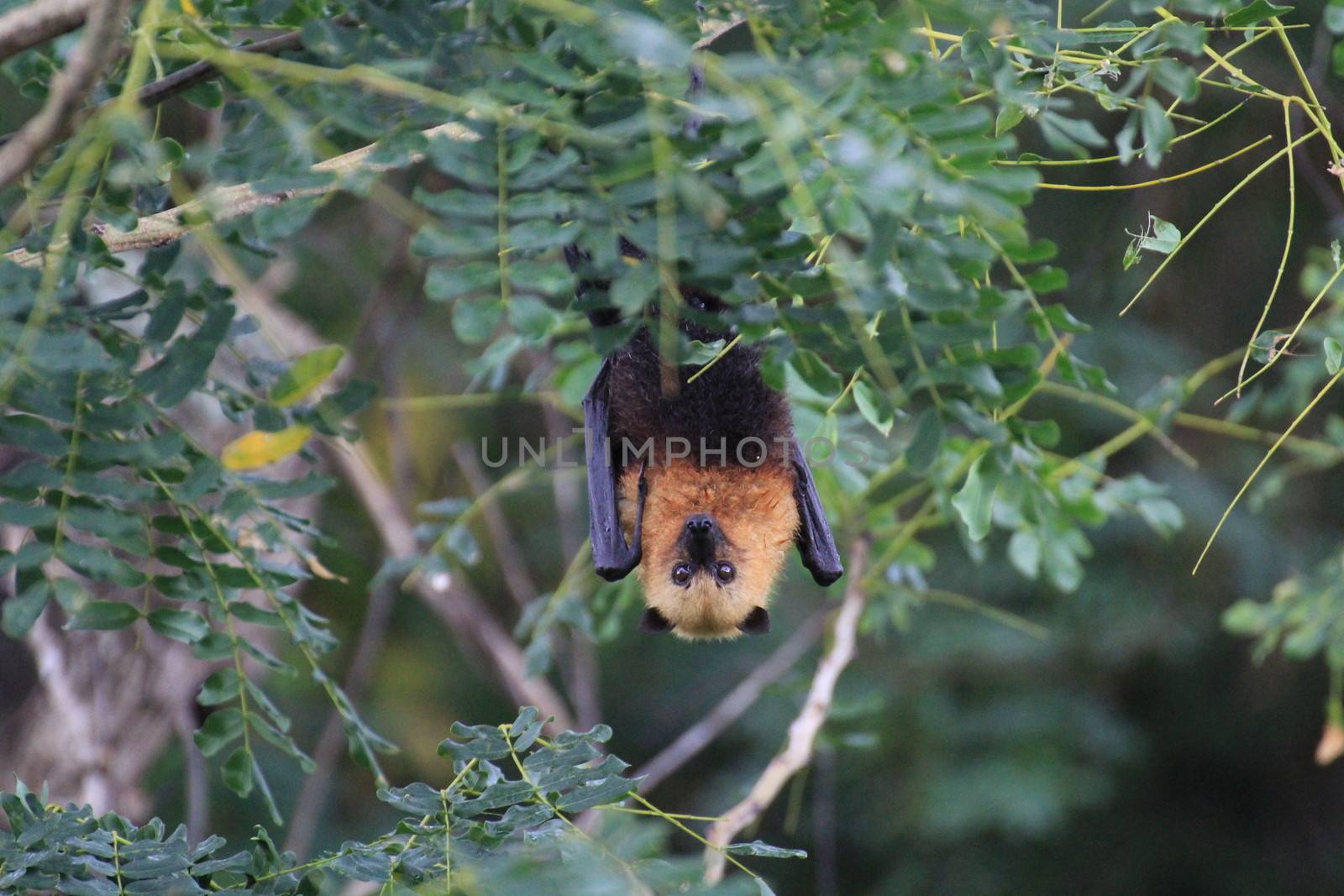 A fruit bat hanging in a tree