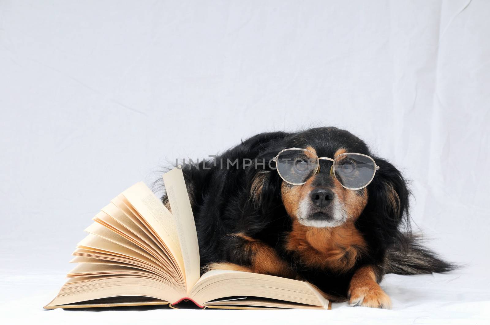 One intelligent Black Dog Reading a Book on a White Background