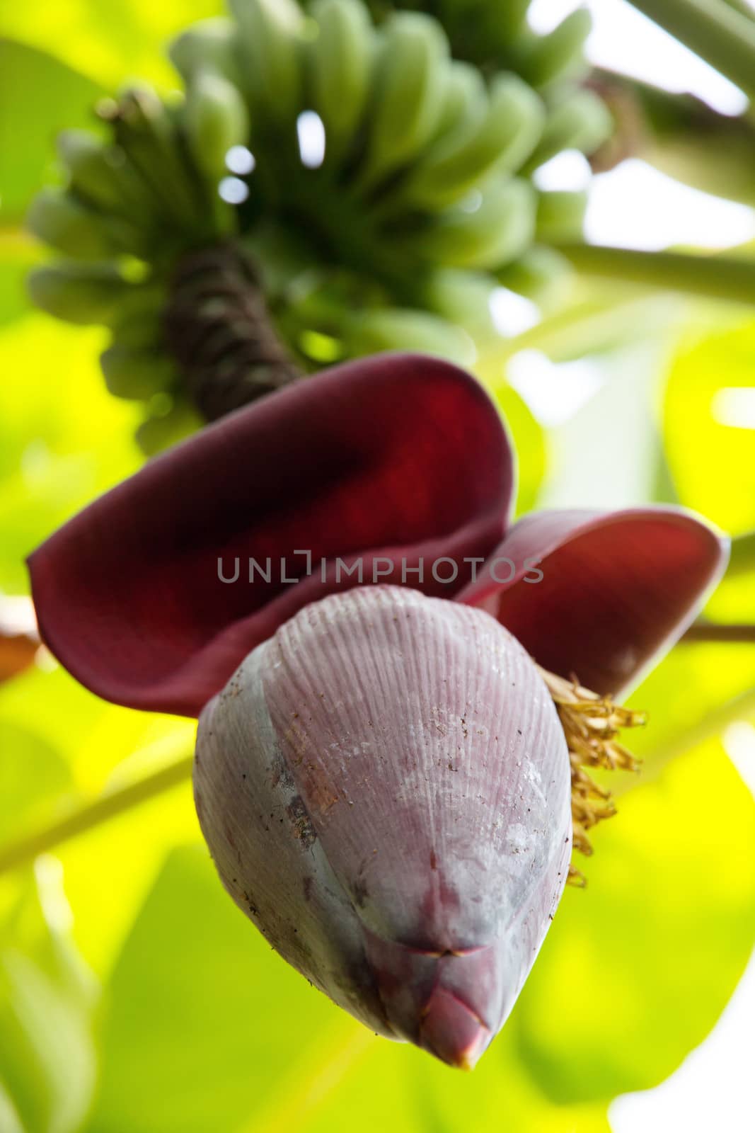 close up of banana blossom by ponsulak