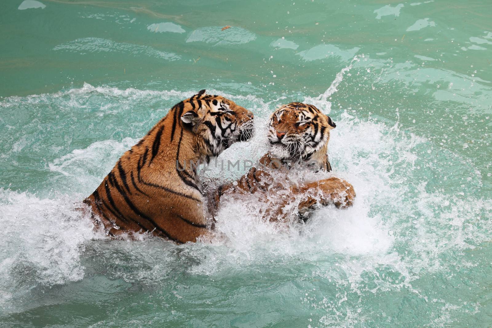 picture of two tigers fighting in the water