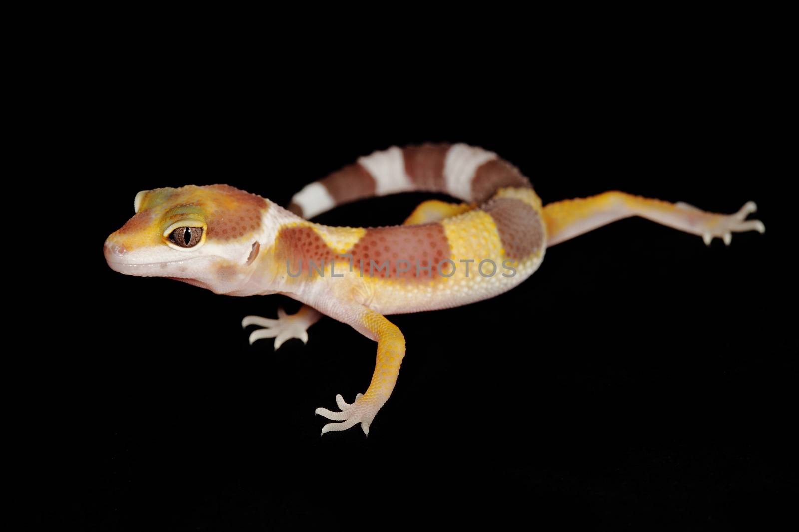 leopard gecko by erllre
