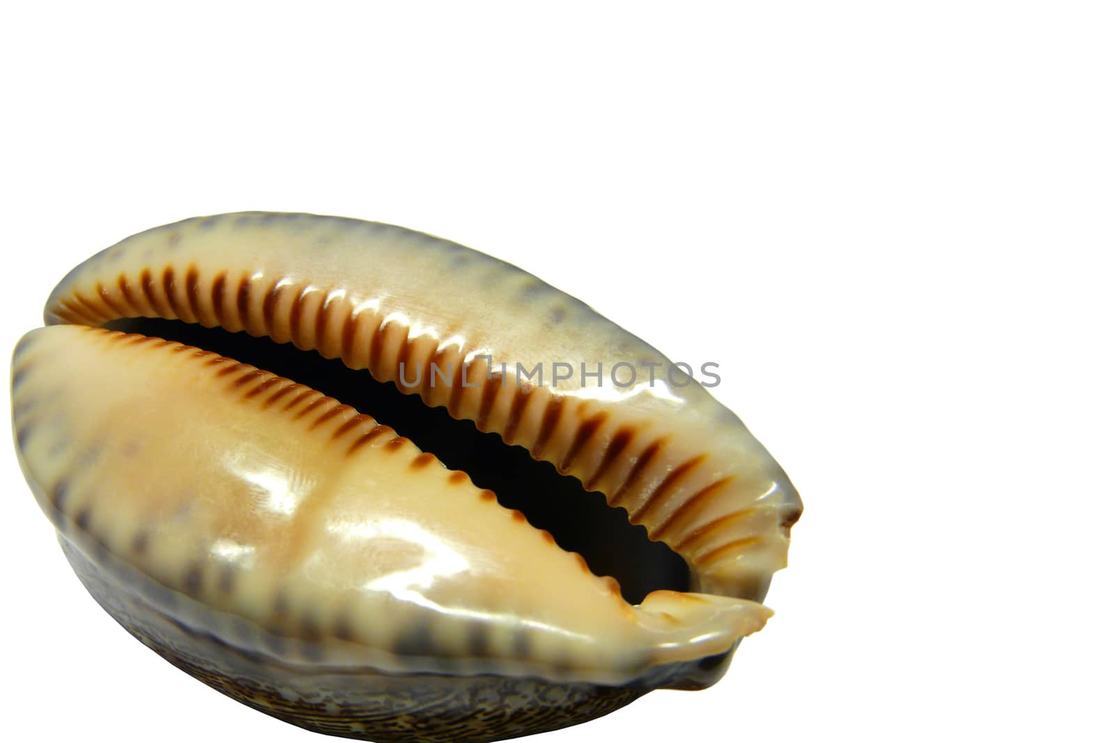Seashell on white background by EugenP