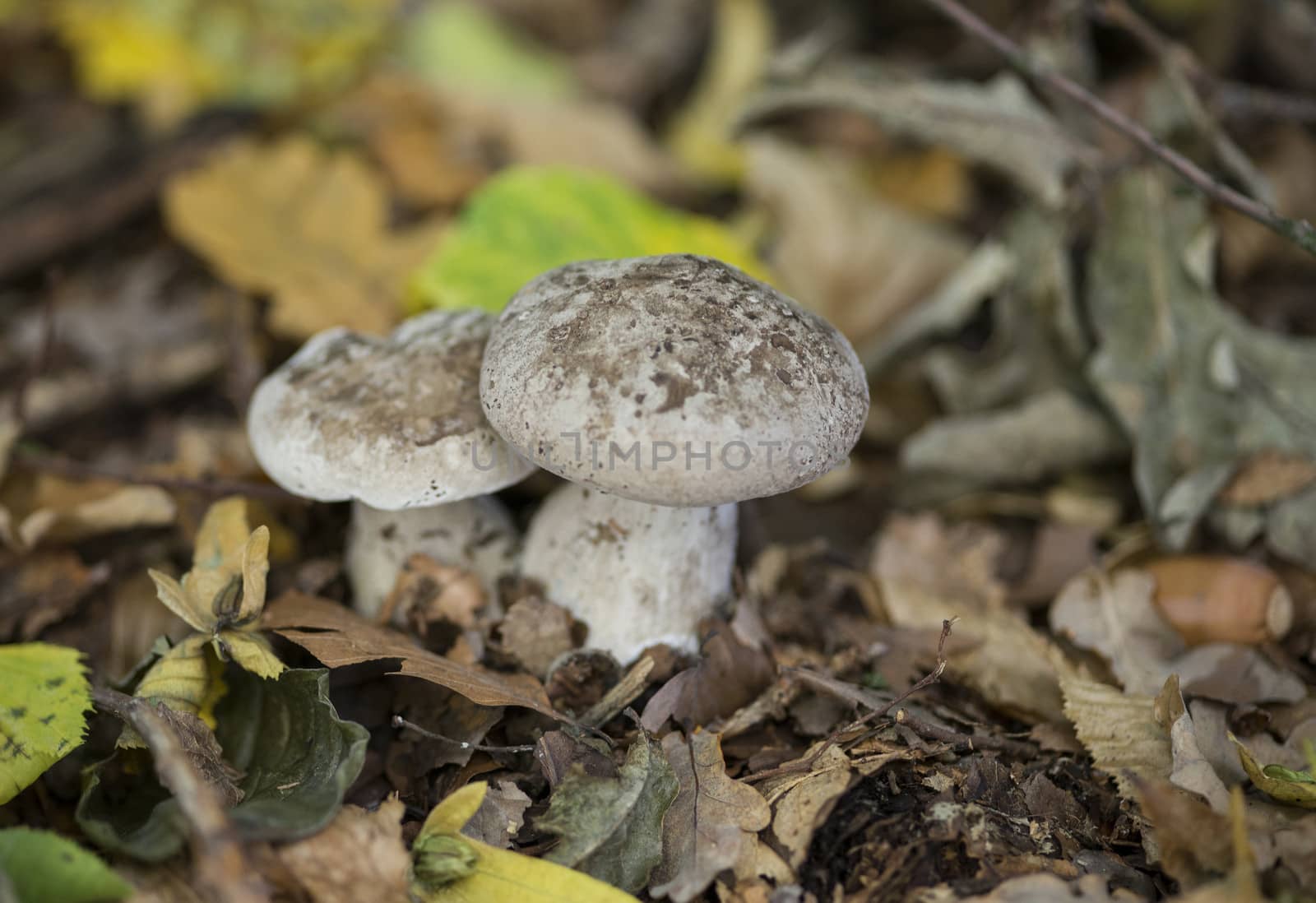 forest mushroom by compuinfoto