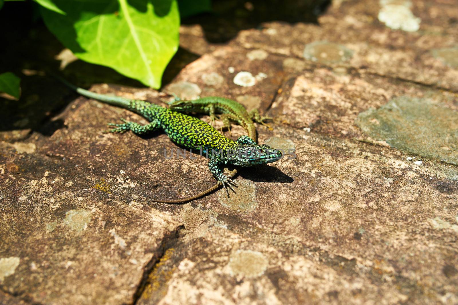 Couple of green lizards by haveseen