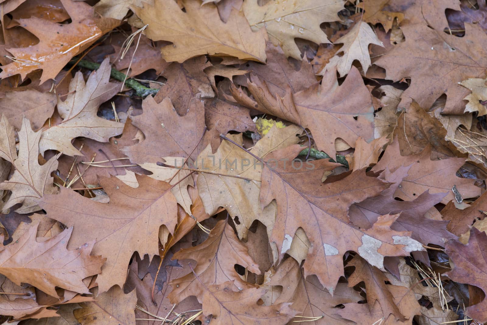 autumn leaves as texture background in nature