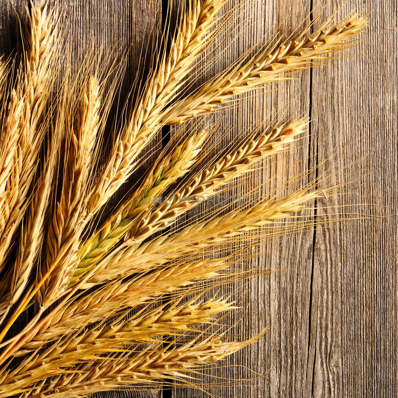 Rye spikelets over wooden background by haveseen