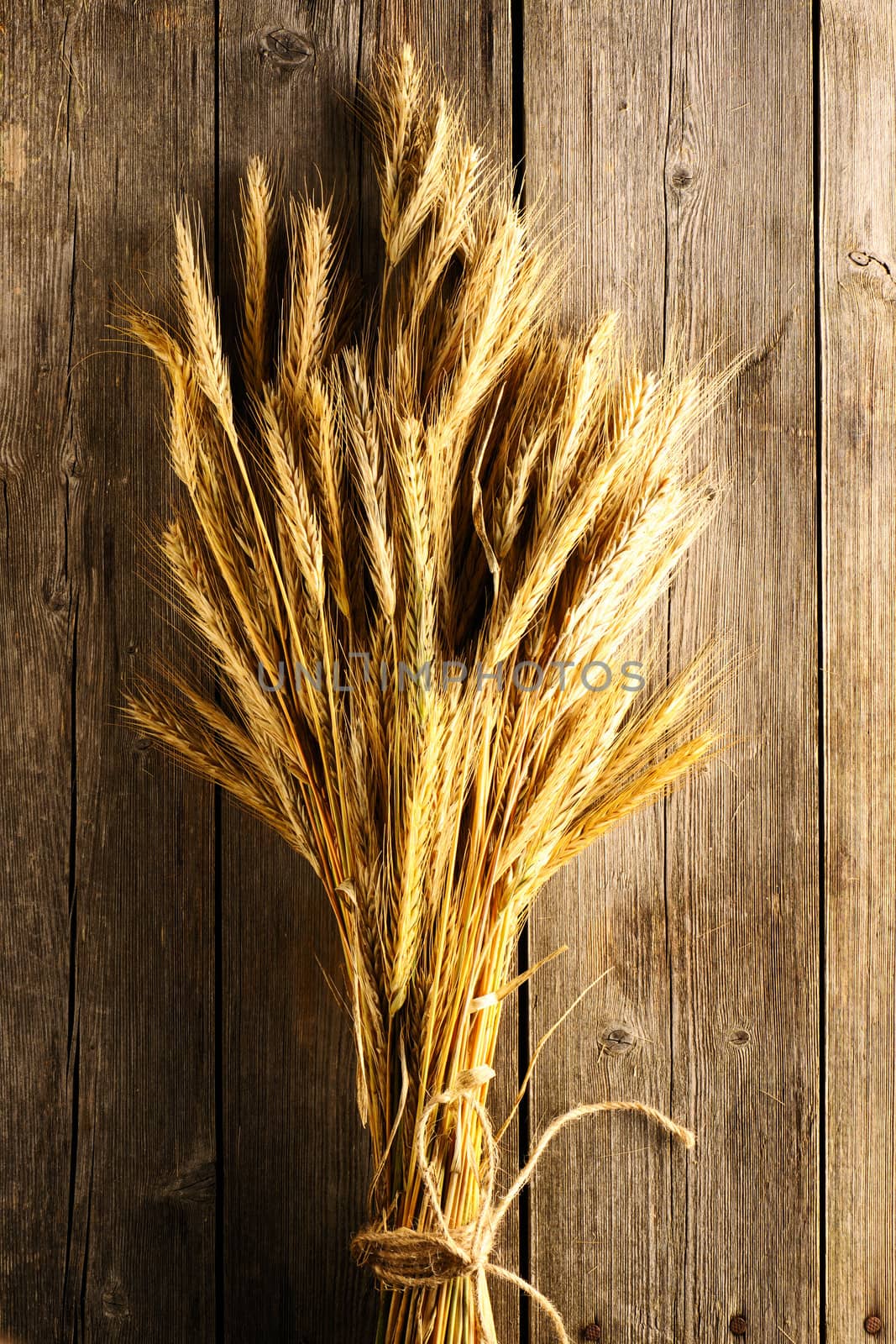 Rye spikelets on wooden background