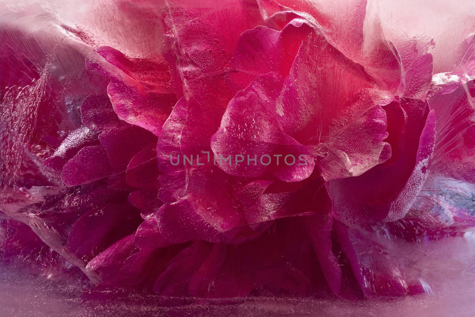  Frozen   pink peony flower  by foryouinf